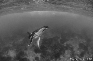 Southern Humpback Whale in Rurutu by Henrik Gram Rasmussen 